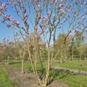 Magnolia 'Susan' - 1