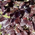 Fagus sylvatica 'Atropunicea' - 2