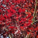 Fagus sylvatica 'Atropunicea' - 3