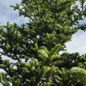 Abies Fraseri - 2