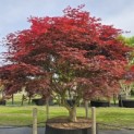 Acer palmatum 'Sumi-Nagashi' - 3