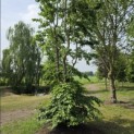 Fagus sylvatica - 3