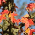 Liquidambar styraciflua - 1