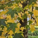 Liquidambar styraciflua - 3