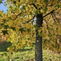 Liquidambar styraciflua - 2