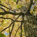 Liquidambar styraciflua - november 2025