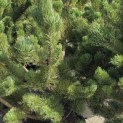 Pinus nigra Oregon Green - impressie