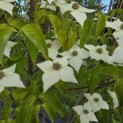Cornus kousa 'Milky Way' - 2