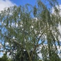 Salix x sepulcralis 'Chrysocoma' - 1