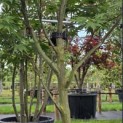Acer palmatum 'Osakazuki' - Foto 2