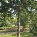 Taxus baccata dovastoniana 'Aurea Pendula' - Foto 3
