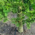 Taxodium distichum 'Peve Minaret' - Foto 1