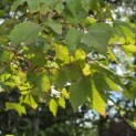 Acer rubrum 'October Glory' - Foto 3