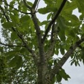 Castanea sativa 'Lyon' - 5