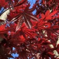 Acer palmatum 'Fireglow' - 4