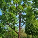 Acer griseum x nikoense - Foto 3