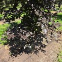 Fagus sylvatica 'Atropunicea' - 2