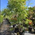 Sorbus 'Dodong' - Foto 1