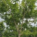 Koelreuteria paniculata - 2