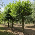 Platanus hispanica dak of knotvorm - juli 2026