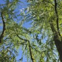 Salix x sepulcralis 'Chrysocoma' - 3