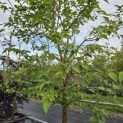 Cornus kousa 'Norman Hadden' - 1