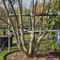 Magnolia 'Soulangeana' - Foto 3