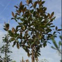 Magnolia grandiflora 'Galissoniere' - Foto 2