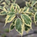 Clerodendrum trichotomum 'Variegatum' - mei 2026