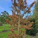 Taxodium distichum 'Peve Minaret' - Foto 1