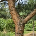 Pinus sylvestris - Foto 6