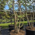 Quercus Suber - Foto 4