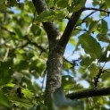 Malus domestica 'Lombarts' - 5