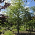 Fagus sylvatica - 5