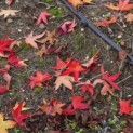 Liquidambar styraciflua 'Stared' - 1