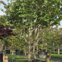 Parrotia persica - 5