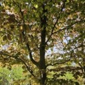 Fagus sylvatica 'Atropunicea' - 2