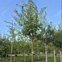 Syringa pekinensis 'China Snow' - Foto 1