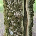 Acer campestre - Foto 1
