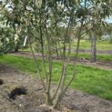 Prunus laur. Caucasica - 2