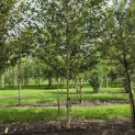 Betula utilis 'Jacquemontii' (Doorenbos) - 4