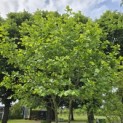 Platanus hispanica - 2