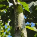 Tilia x flavescens 'Glenleven' - Foto 3