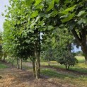 Platanus x Hispanica - augustus 2026