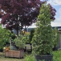 Ilex altaclerensis 'Camelliifolia' - juni 2026