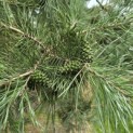 Pinus sylvestris - 1
