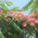 #679 Albizia Julibrissin Persischer Schlafbaum  Sonnenschirmform