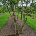 Amelanchier lamarckii - Afbeelding 1