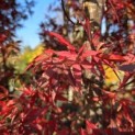 Acer palmatum 'Skeeter's Broom' - 1