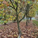Platanus x hispanica - november 2024